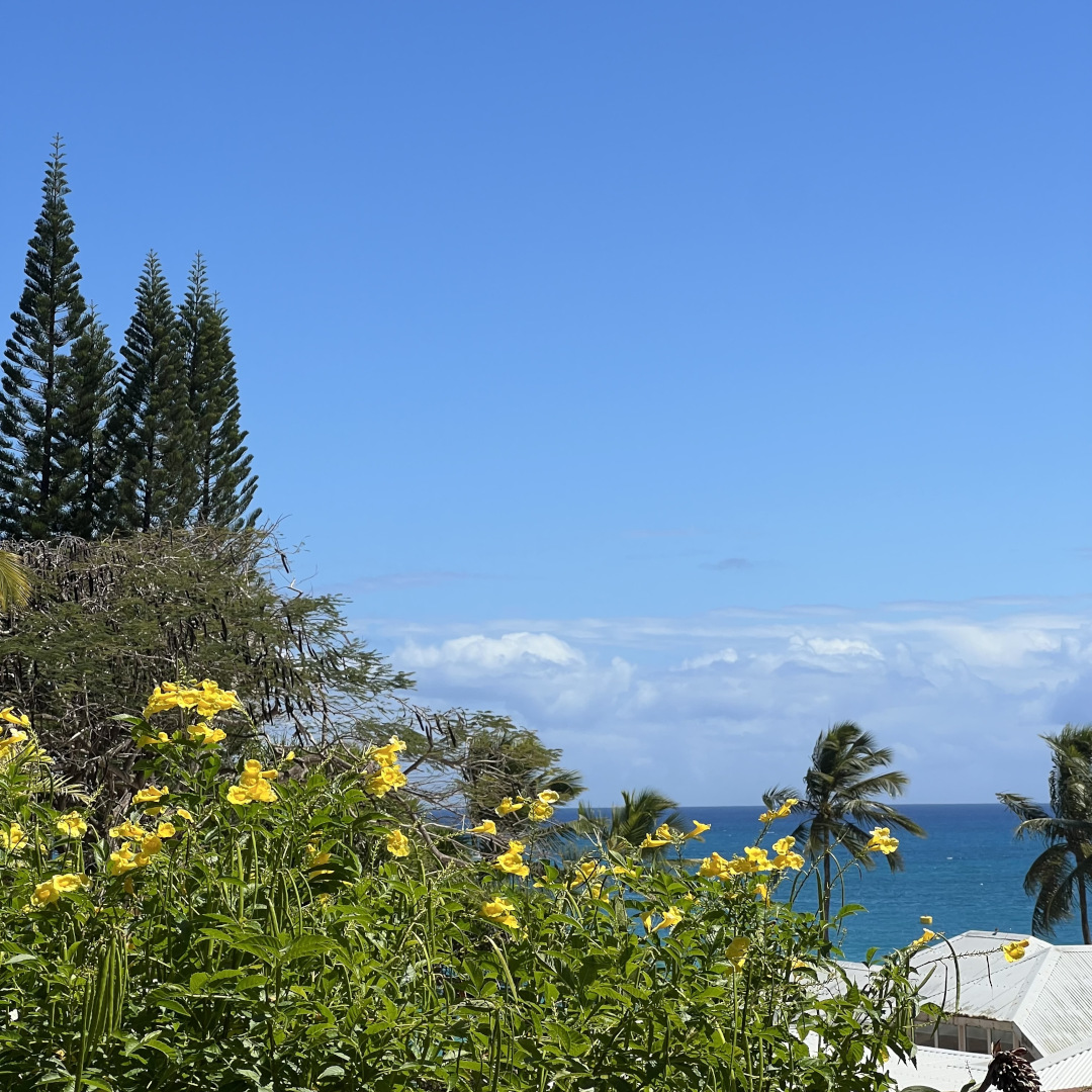 studio Hibiscus n°7