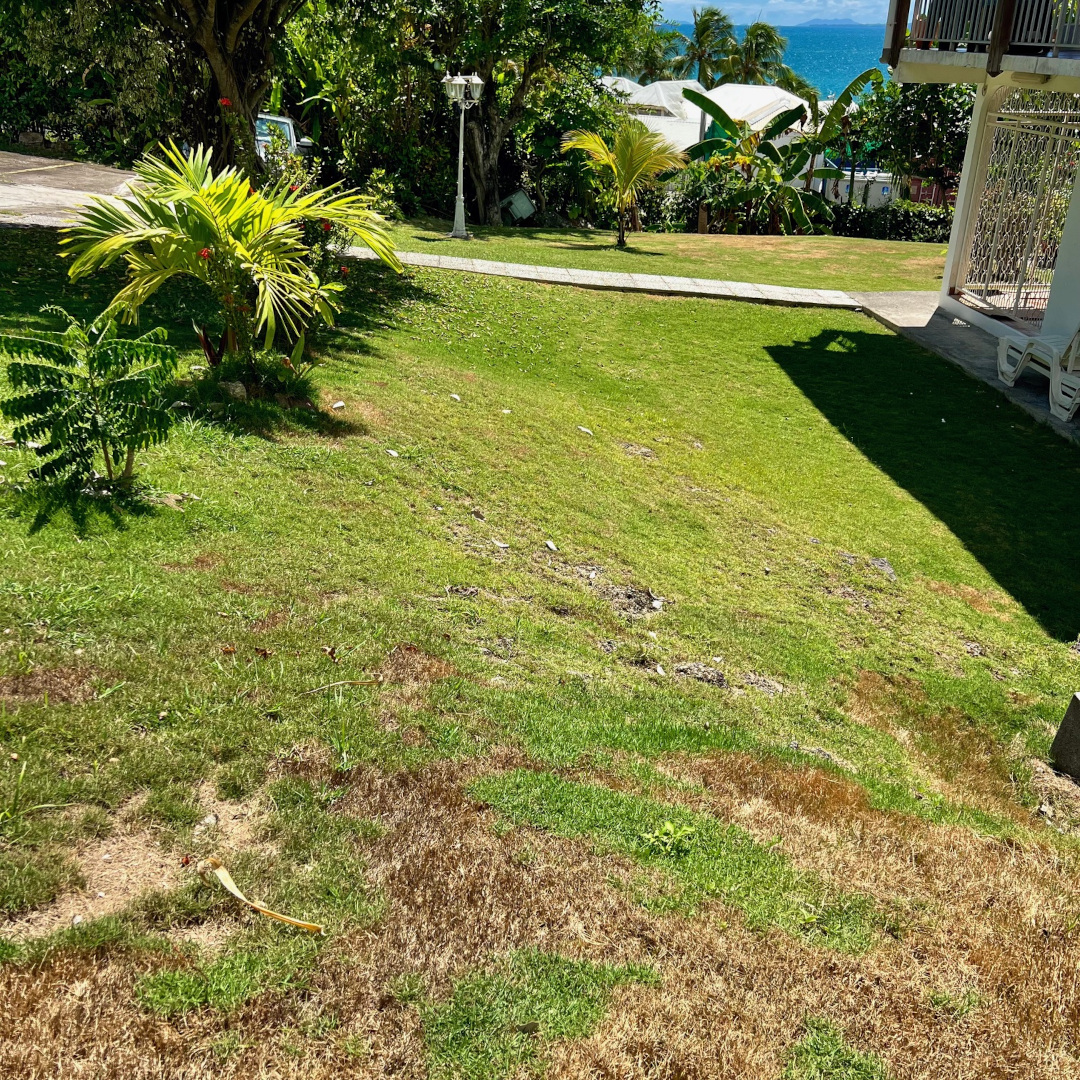 appartement Oiseau de paradis